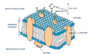 Biochimie de la membrane végétale